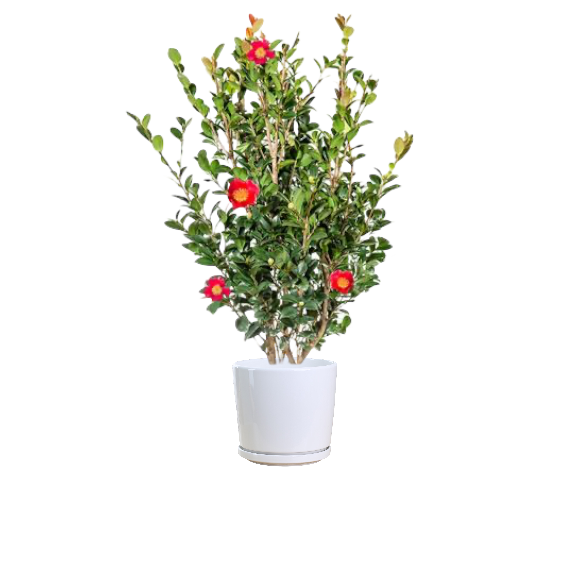 Camillia Red Thai Garden Design
